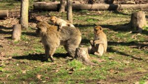 Montagne des singes à Kintzheim