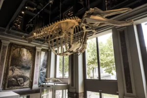 Musée zoologique de Strasbourg