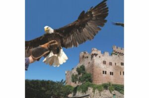 Volerie des aigles à Kintzheim