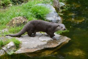 Naturoparc à Hunawihr